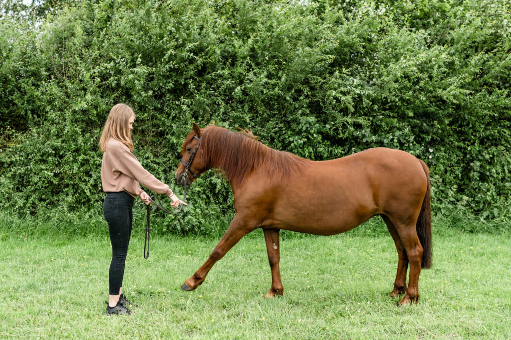 A chestnut mare horse