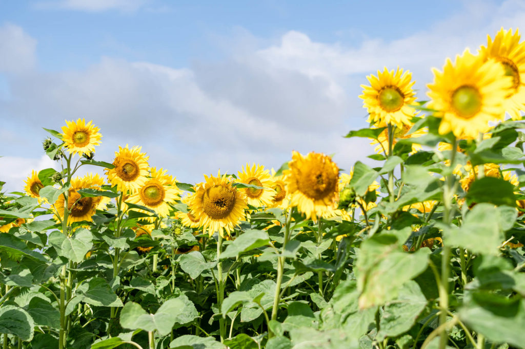 The Patch MK - sunflower field in Milton Keynes