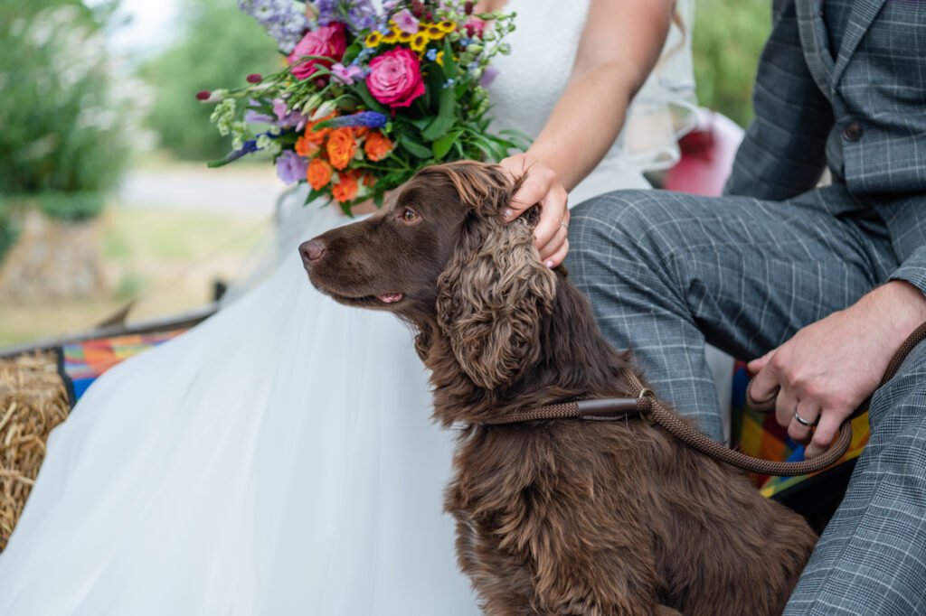 Including your dog at your wedding. Top tips