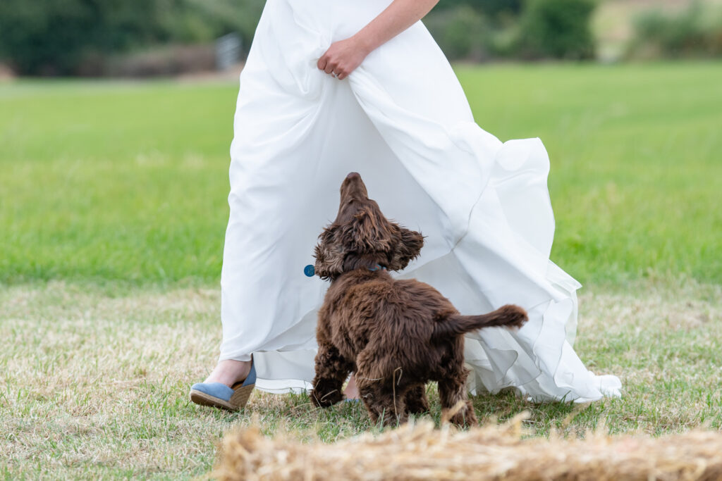 Pets at weddings adding a personal touch to the couples wedding photos