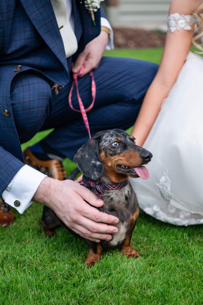 Dogs at weddings captured by Shropshire wedding photographer