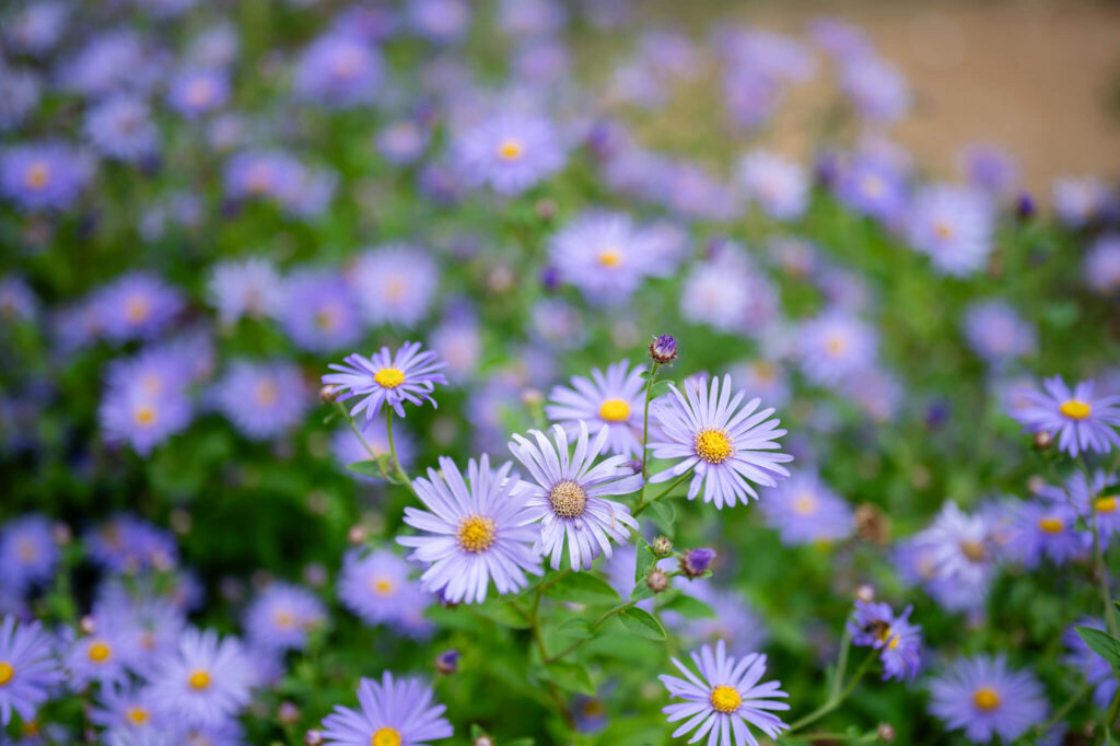 Flowers in Stowe House Gardens