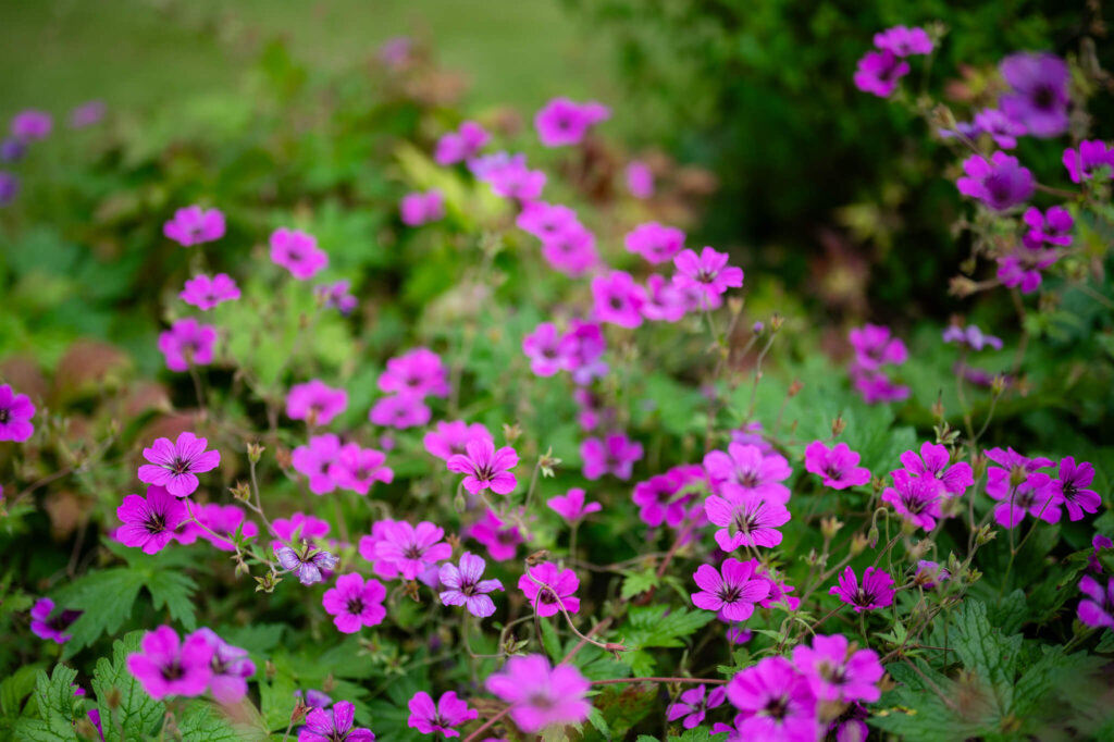 Pink flowers at Stowe, a luxury Buckinghamshire wedding venue